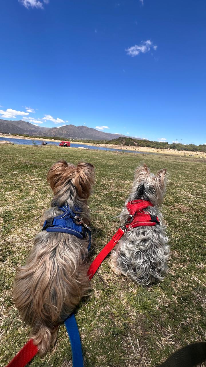 ¿Por qué nos 'complicamos' la vida viajando con nuestros perros?